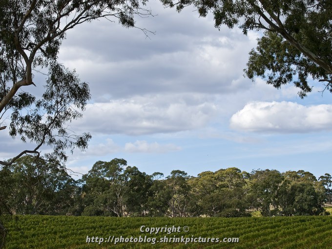 Adelaide Hills Grapevines