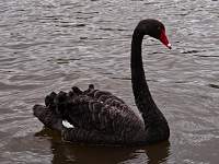 Black Swan on the Torrens