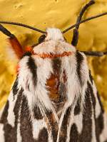 Moth Closeup