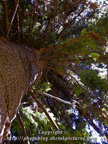 Huge Bunya Pine