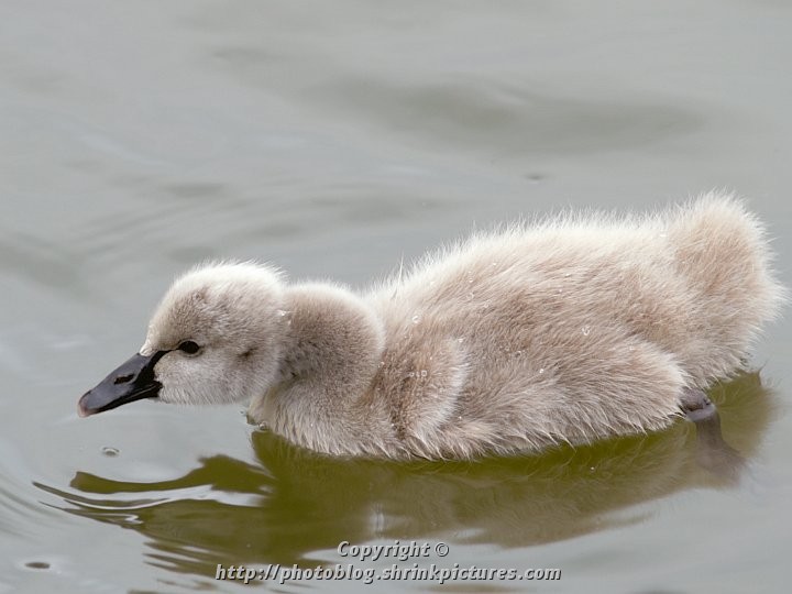 Ugly Duckling (georgeous cygnet)