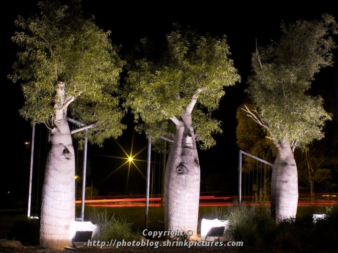 Night Boab Trees