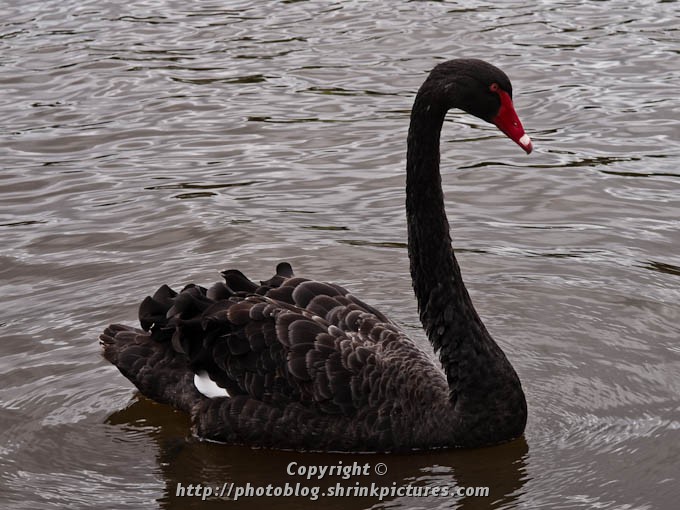 Black Swan on the Torrens
