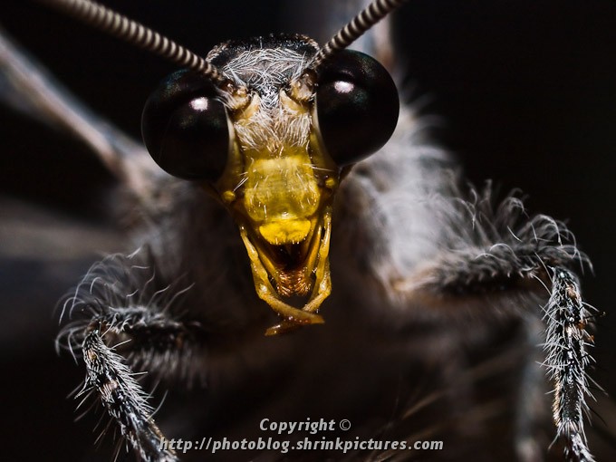 Dragonfly Portrait