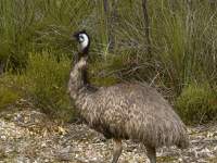 Old Man Emu