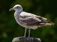Black-backed Gull (juvenile)