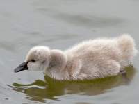 Ugly Duckling (georgeous cygnet)