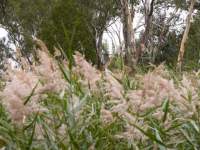 Reeds and Rivergum