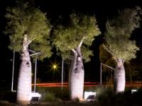 Night Boab Trees